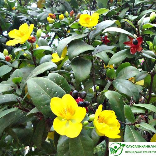 Cây mai tứ quý khoe sắc trước sân nhà, mang đến vẻ đẹp truyền thống và tài lộc